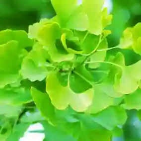ginkgo-biloba