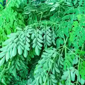 moringa-extract