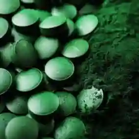 premium-spirulina