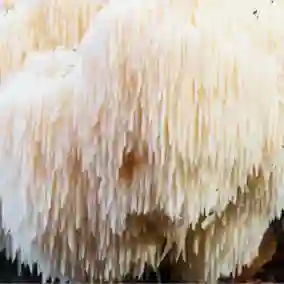 yamabushitake